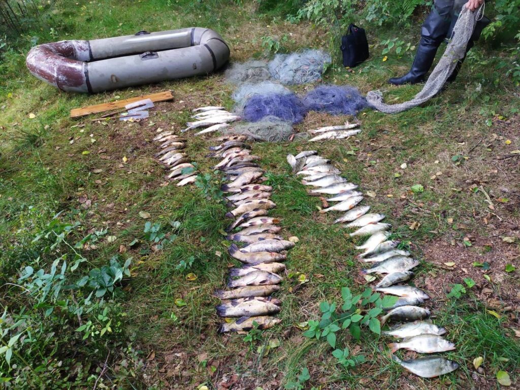 Kłusownik złapany na gorącym uczynku