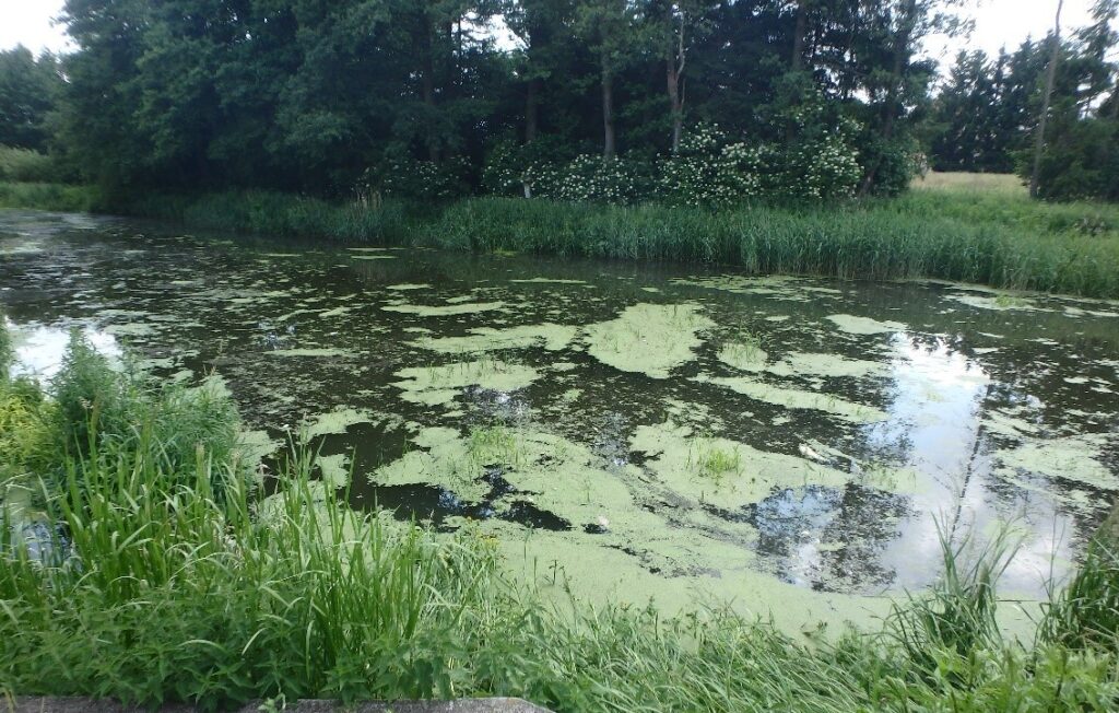 Zanieczyszczenie rzeki Guber w Sępopolu